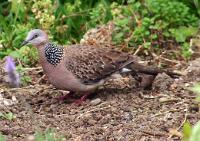 Spotted dove
